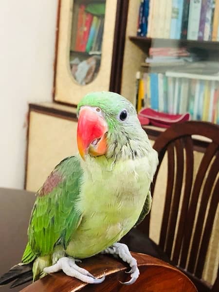 Female raw parrot 7 months old, 2