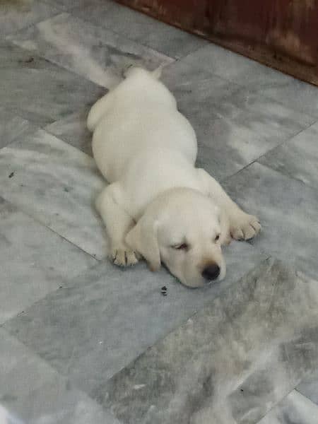 Labrador Puppy Available 1