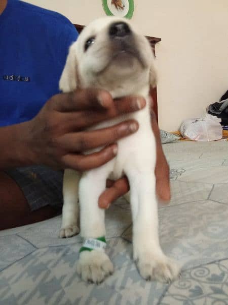 Labrador Puppy Available 2