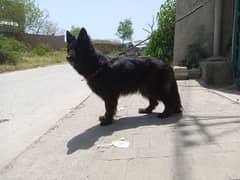 Black German Shepherd long coat female for sale