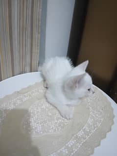 Persian cat