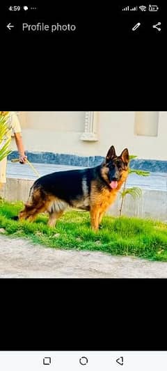 Gsd available for sale