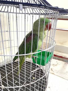 Pahari / Alexandrine Parrot / Female 0