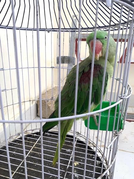 Pahari / Alexandrine Parrot / Female 1