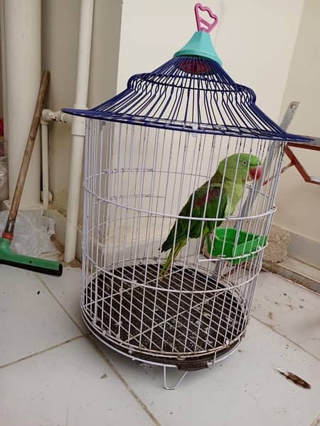 Pahari / Alexandrine Parrot / Female 2