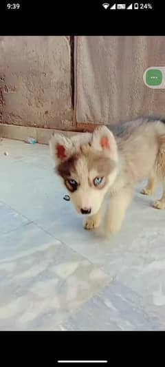 Dog Husky puppies