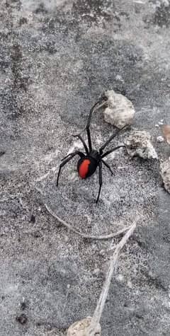 Black widow & 3 eggs complete setup with aquarium