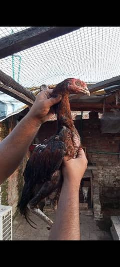 Thai Heera Shamo Aseel Quality Bird's Desi Fancy Whatap03096705051