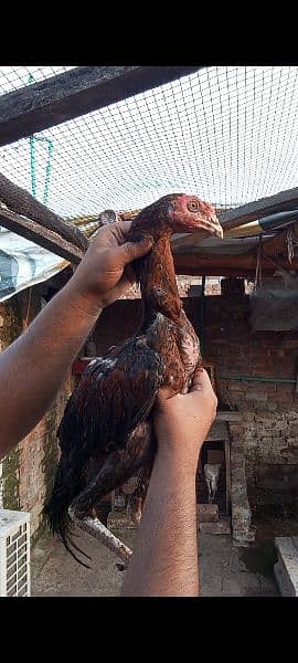 Mili Flower Hen Pair & Pure Thai X Maiwali Pair Whatapp 03096705051 3