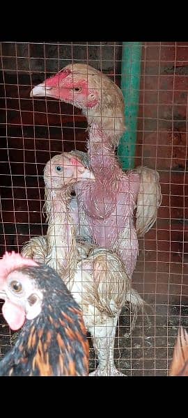 Mili Flower Hen Pair & Pure Thai X Maiwali Pair Whatapp 03096705051 9