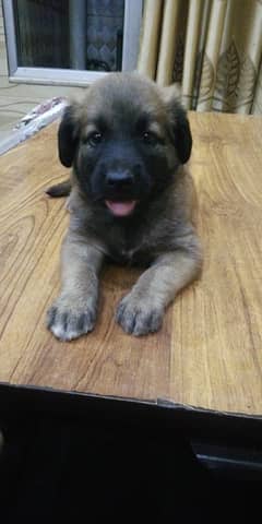 turkish kangal