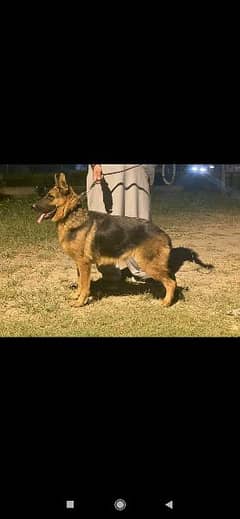 German shepherd female for sale