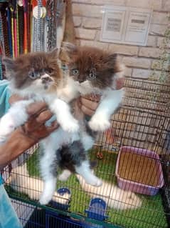 Persian cats / kittens / cat / cat baby / cat for sale