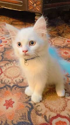 Persian kitten grey eyes 0