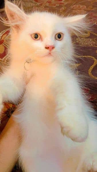 Persian kitten grey eyes 7