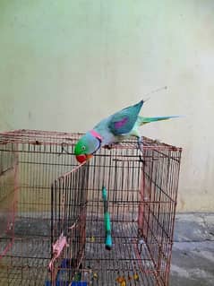 Raw parrot for sale