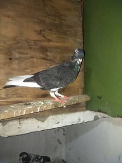 male pigeon