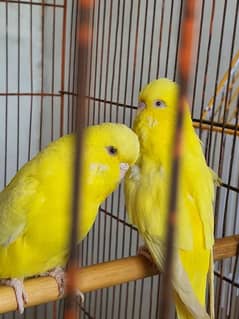 exhibition budgies red eyes  breeder pair for sale