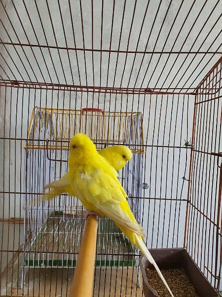 exhibition budgies red eyes  breeder pair for sale 1