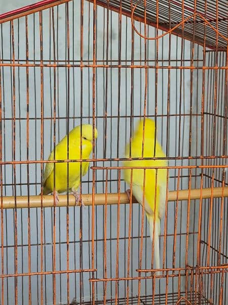 exhibition budgies red eyes  breeder pair for sale 4