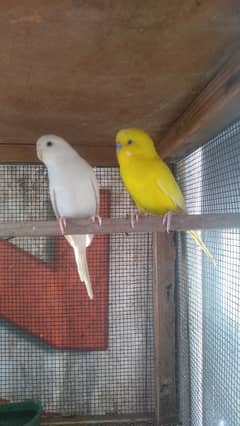 Budgies||Australian parrot||pair