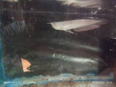 Arowana for sale