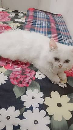 cats Persian