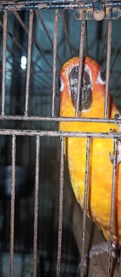 Sun Conure Male