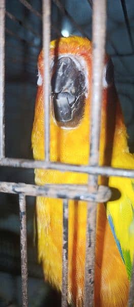 Sun Conure Male 1