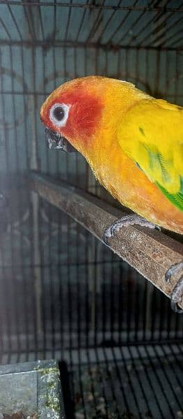 Sun Conure Male 2