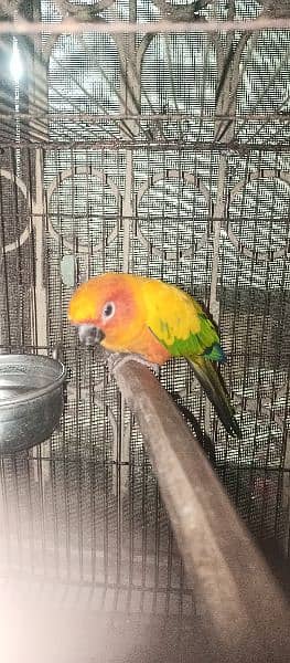 Sun Conure Male 3