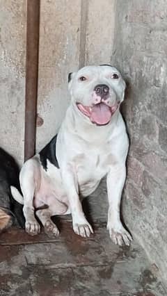 Pitbull male