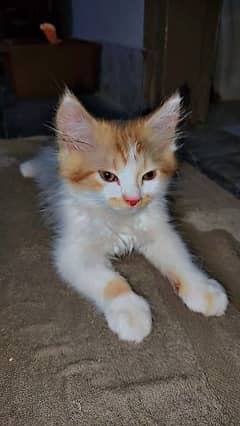 White and brown color cat double coat male 0