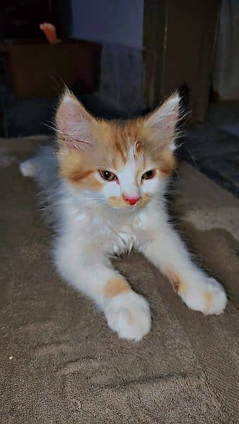 White and brown color cat double coat male 0