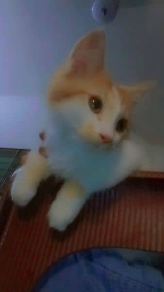 White and brown color cat double coat male 5