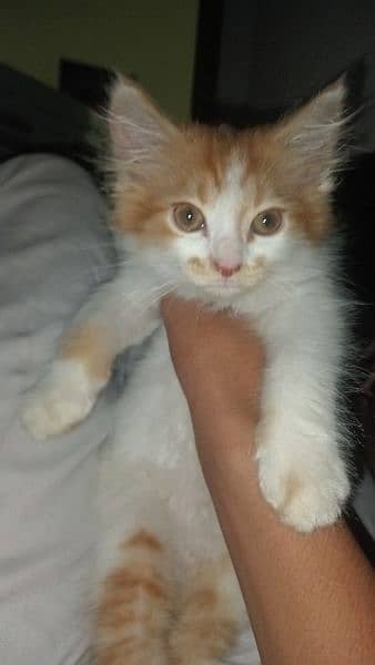 White and brown color cat double coat male 8