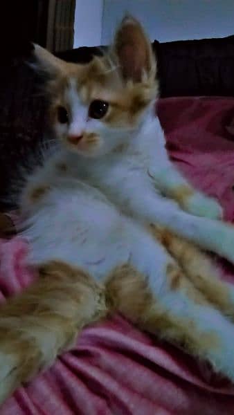 White and brown color cat double coat male 9