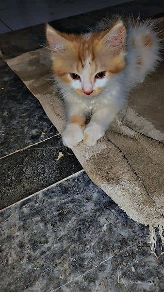 White and brown color cat double coat male 11