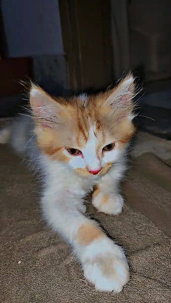 White and brown color cat double coat male 12