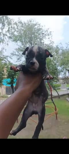 pittbul pups available for sale