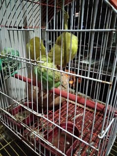 5 Piece Budgies sale