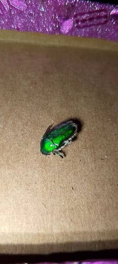 Green June beetle