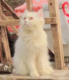 White long tail persian cat for sale/long coat hairs 0