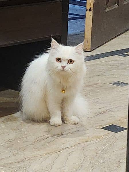 White long tail persian cat for sale/long coat hairs 1