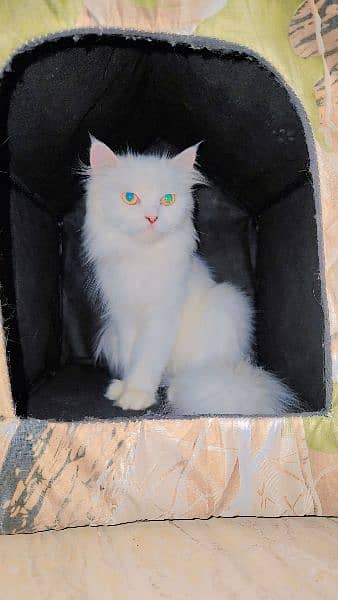 White long tail persian cat for sale/long coat hairs 2