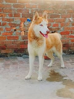 2 Siberian husky female available for sale