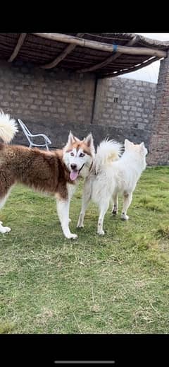 husky male dog 8 months old