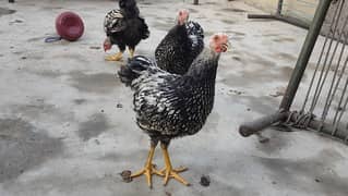 silver laced wyandotte large age 4.5 month