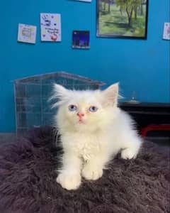 5 months persian kitten for sale