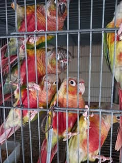 Conure | pair | parrot | extream high red | birds | available